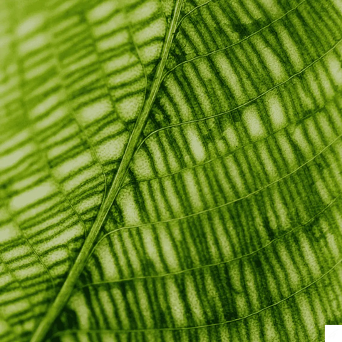Chlorophyll H2O Griffy's Organics