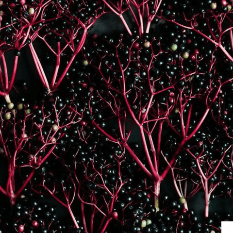Elderberry Shot Griffy's Organics