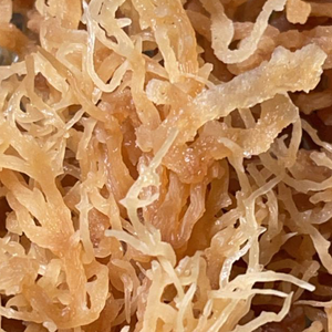 Sea Moss