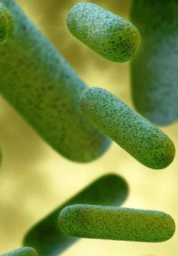 Elevate Your Gut Health This Holiday Season: Festive Prebiotic & Sea Moss Gel Ideas