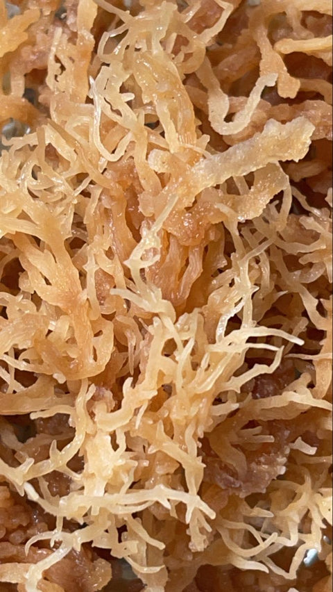 The Ultimate Sea Moss Guide