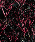 Elderberry Shot Griffy's Organics