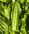 Glo Greens Griffy's Organics