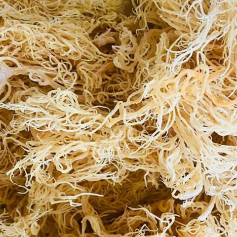 Golden Sea Moss Gel 16oz Griffy's Organics