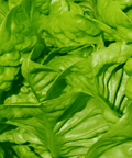 Mother Earth Griffy's Organics