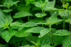 Nettle
